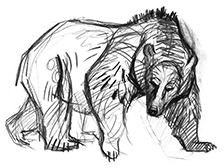 Bear illustrated by Michael Barinov