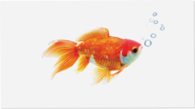 fishy id card