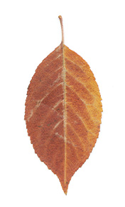 dry leaf