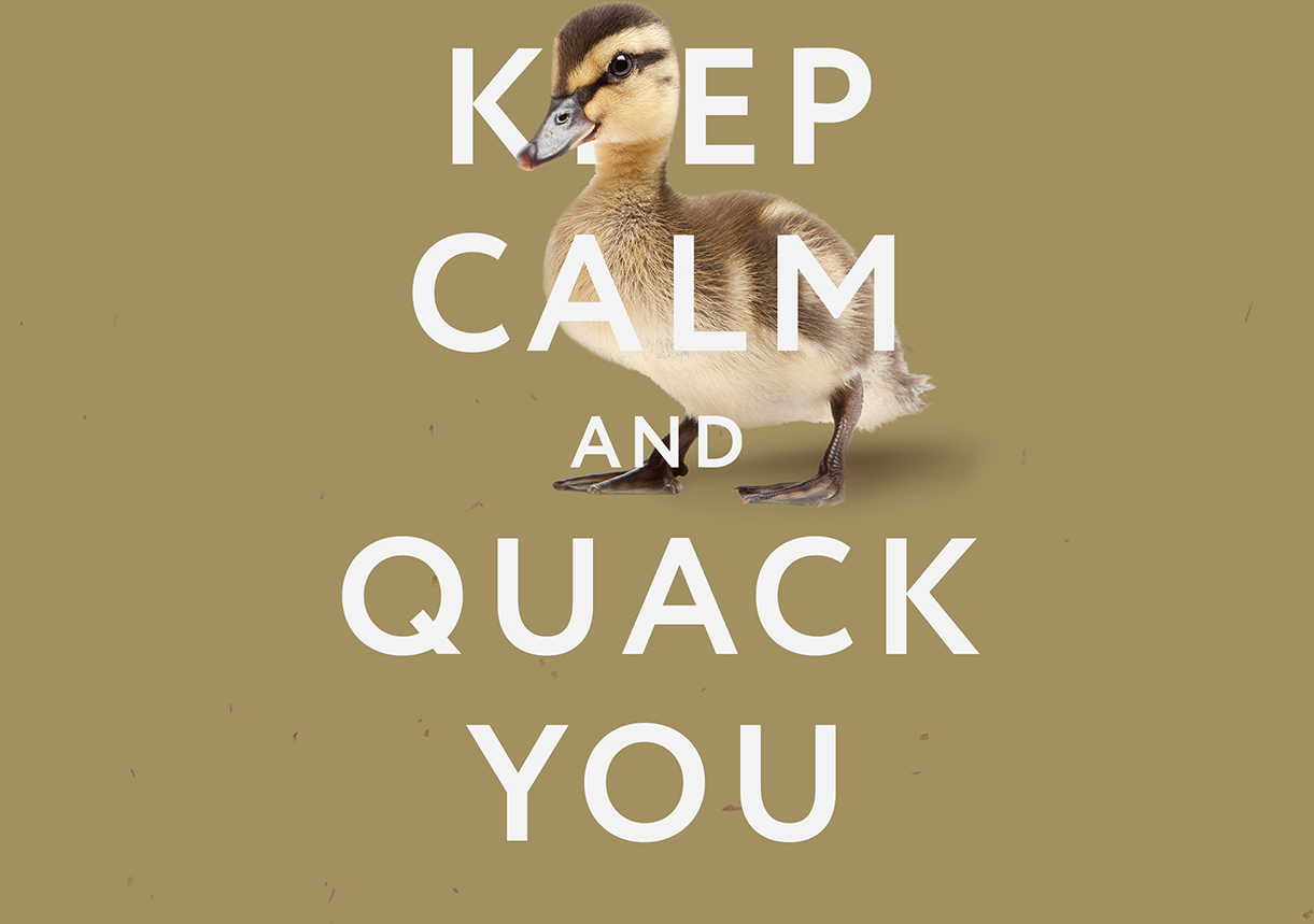 keep calm and quack you — header image for lancaster insurance brokers limited
